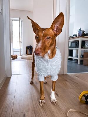 Ivy, Podenco-Mix - Hündin