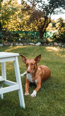 Ivy, Podenco-Mix - Hündin