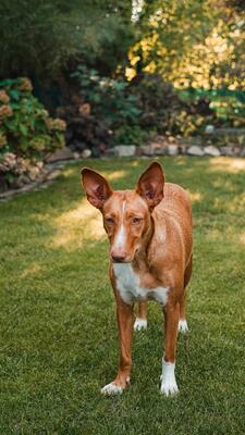 Ivy, Podenco-Mix - Hündin