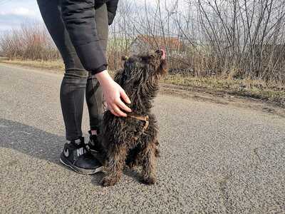 Iza - Freundliche Hündin, ca. 2 Jahre/38cm/8kg, Mischling - Hündin