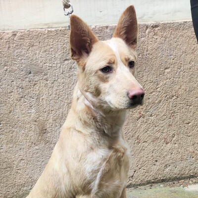 💥Izzy ist eine junge Mischlingshündin die auf der Straße gefunden worden ist🌸, Mischlingshündin - Hündin