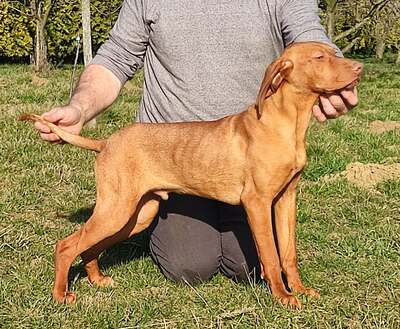 Jákó, Magyar Vizsla Welpen - Rüde