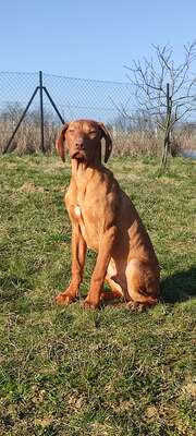 Jákó, Magyar Vizsla Welpen - Rüde