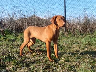 Jákó, Magyar Vizsla Welpen - Rüde