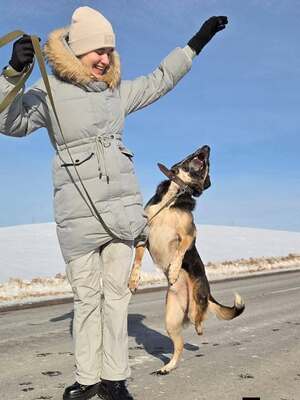 JACK, Deutscher Schäferhund Welpen - Rüde