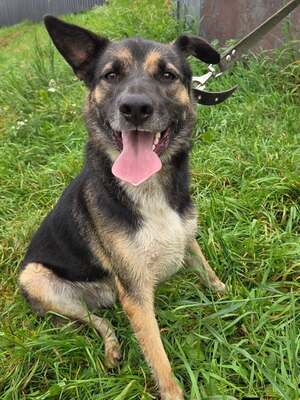 JACK, Deutscher Schäferhund Welpen - Rüde