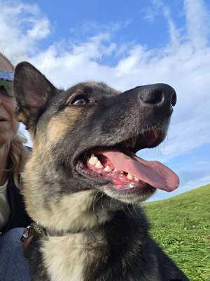 JACK, Deutscher Schäferhund Welpen - Rüde