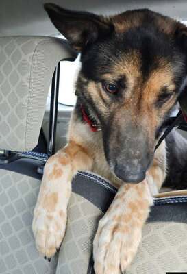 JACK, Deutscher Schäferhund Welpen - Rüde