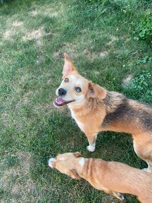 JACK - liebt gemeinsame Ausflüge und Such-Spiele, Beagle-Mischling - Rüde