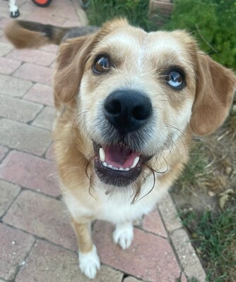 JACK - liebt gemeinsame Ausflüge und Such-Spiele, Beagle-Mix - Rüde