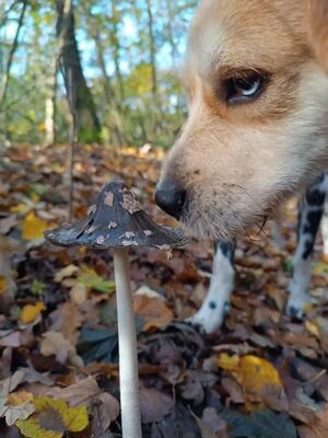 JACK - liebt gemeinsame Ausflüge und Such-Spiele, Beagle-Mix - Rüde