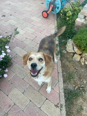 JACK - liebt gemeinsame Ausflüge und Such-Spiele, Beagle-Mix - Rüde