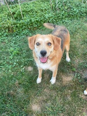 JACK - liebt gemeinsame Ausflüge und Such-Spiele, Beagle-Mix - Rüde