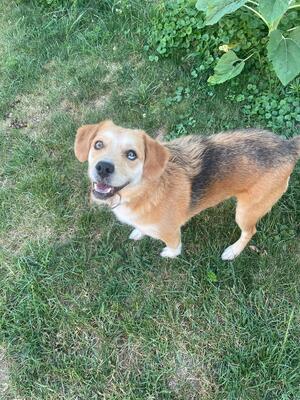 JACK - liebt gemeinsame Ausflüge und Such-Spiele, Beagle-Mix - Rüde