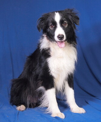 JACK - sehr freundlich und anhänglich, bewegungsfreudig, sehr intelligent, katzenverträglich, anfangs ängstlich, Mini Australian Shepherd - Rüde