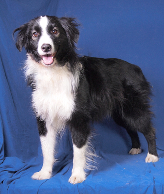 JACK - sehr freundlich und anhänglich, bewegungsfreudig, sehr intelligent, katzenverträglich, anfangs ängstlich, Mini Australian Shepherd - Rüde