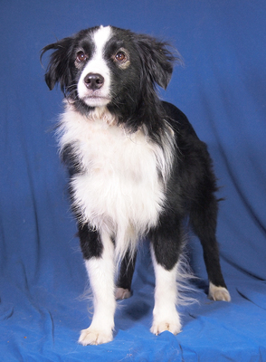 JACK - sehr freundlich und anhänglich, bewegungsfreudig, sehr intelligent, katzenverträglich, anfangs ängstlich, Mini Australian Shepherd - Rüde