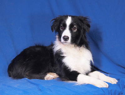 JACK - sehr freundlich und anhänglich, bewegungsfreudig, sehr intelligent, katzenverträglich, anfangs ängstlich, Mini Australian Shepherd - Rüde