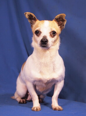 JACKIE - NOTFALL - SPENDENAUFRUF! sehr lieb und freundlich, interessiert, anhänglich, gelehrig, katzenverträglich, zunächst ängstlich, Chihuahua - Hündin