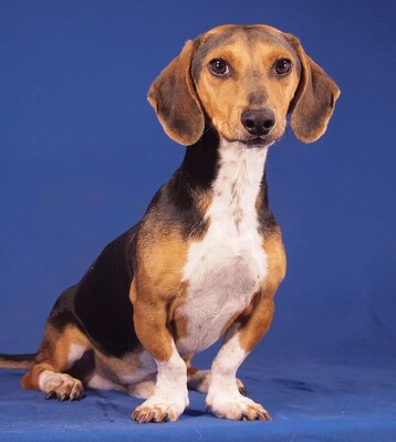 JAKE - R E S E R V I E R T !!!!! ausnehmend freundlich, aufgeschlossen, fröhlich, lebhaft, verspielt, sehr gelehrig, katzenverträglich, Mischling - Rüde