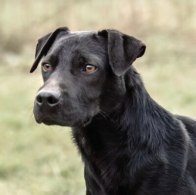 JAKE - R E S E R V I E R T !!!!! freundlich und sensibel, lustig, lebhaft, intelligent, anfangs ängstlich