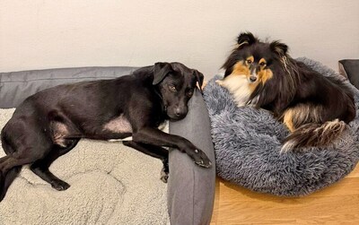 JAKE - R E S E R V I E R T !!!!! freundlich und sensibel, lustig, lebhaft, intelligent, anfangs ängstlich, Mischling (Video auf HP) - Rüde