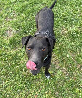 JAKE - R E S E R V I E R T !!!!! freundlich und sensibel, lustig, lebhaft, intelligent, anfangs ängstlich, Mischling (Video auf HP) - Rüde