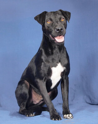 JAKE - R E S E R V I E R T !!!!! freundlich und sensibel, lustig, lebhaft, intelligent, anfangs ängstlich, Mischling (Video auf HP) - Rüde