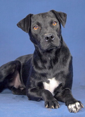 JAKE - R E S E R V I E R T !!!!! freundlich und sensibel, lustig, lebhaft, intelligent, anfangs ängstlich, Mischling (Video auf HP) - Rüde