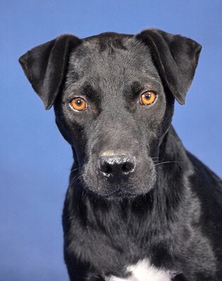 JAKE - R E S E R V I E R T !!!!! freundlich und sensibel, lustig, lebhaft, intelligent, anfangs ängstlich, Mischling (Video auf HP) - Rüde