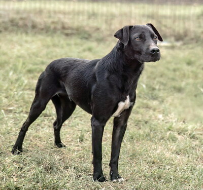 JAKE - freundlich und sensibel, lustig, lebhaft, intelligent, anfangs ängstlich, Mischling (Video auf HP) - Betreuungsplatz OÖ - Rüde