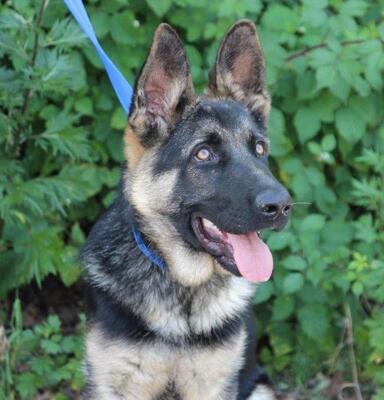 JAMBO Schäfermixwelpe, Schäfermix - Rüde