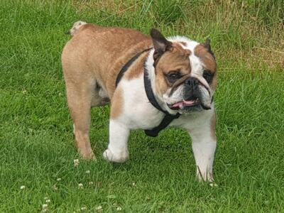 JAMES, Engl. Bulldogge - Rüde