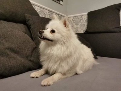 JAMIE 8, Spitzmix - Rüde