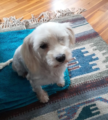 JANA, Maltesermix - Hündin