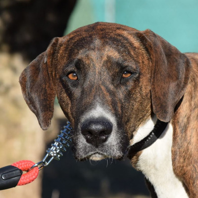 JANA - Ubeda, Herdenschutzhund Mix - kastriert - Hündin