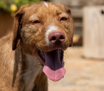 JARO CH43, Podenco-Mischling - Rüde