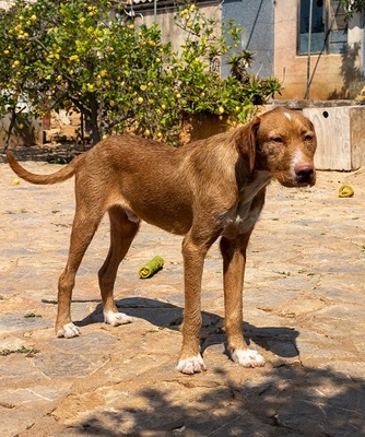 JARO CH43, Podenco-Mischling - Rüde