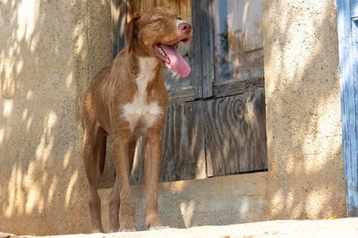 JARO CH43, Podenco-Mischling - Rüde