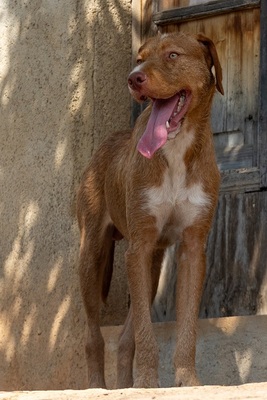 JARO CH43, Podenco-Mischling - Rüde