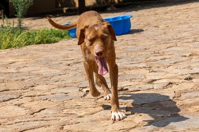 JARO CH43, Podenco-Mischling - Rüde