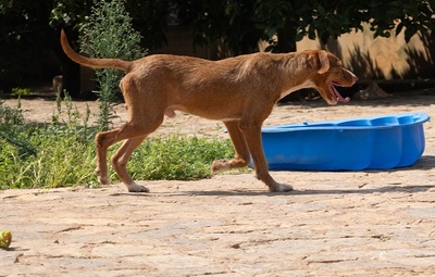 JARO CH43, Podenco-Mischling - Rüde