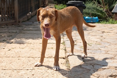 JARO CH43, Podenco-Mischling - Rüde