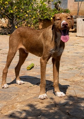 JARO CH43, Podenco-Mischling - Rüde