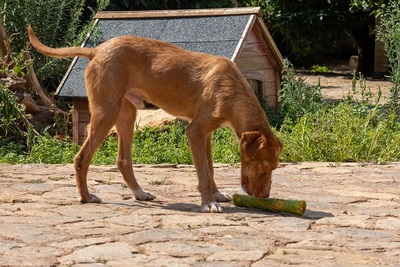 JARO CH43, Podenco-Mischling - Rüde