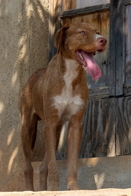 JARO CH43, Podenco-Mischling - Rüde