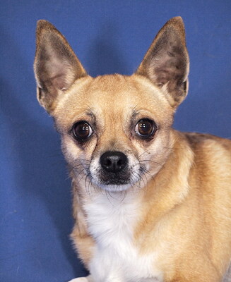 JASMIN - R E S E R V I E R T !!!!! freundlich und verschmust, neugierig, gelehrig, aufmerksam, anfangs schüchtern, Chihuahua - Hündin