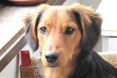 JAZZY in Wien, Mischling - Rüde