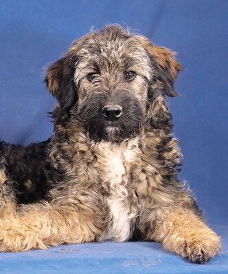 JEFFREY - R E S E R V I E R T !!!!! sehr lieb und anhänglich, fröhlich, lebhaft, verspielt, aufgeweckt, katzenverträglich, Mischling - Rüde