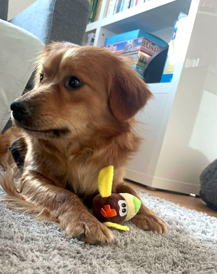 JELLY, Mischling - Rüde